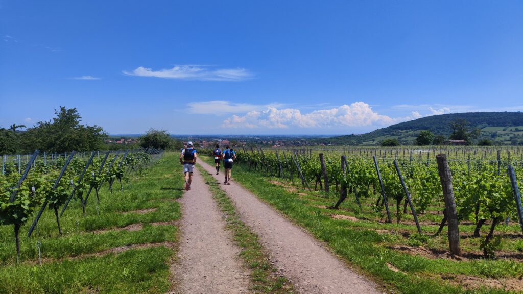 Vignoble avant Obernai (Trail des Celtes 2024 Alsace UTMB)