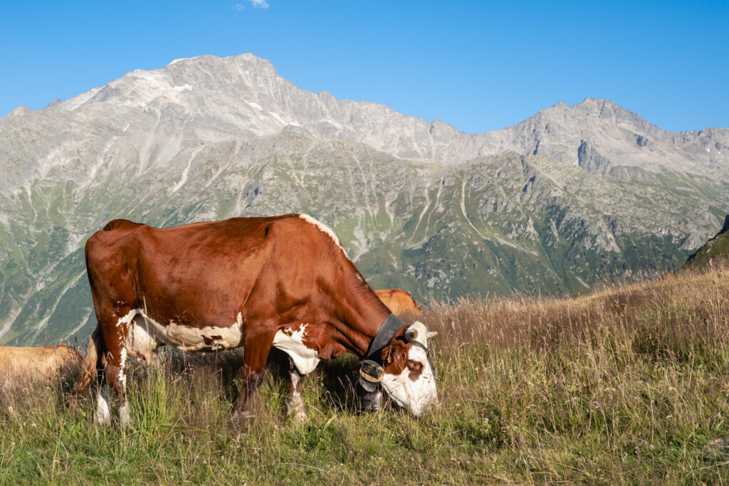 vache en montagne